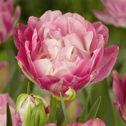 dobble tulipaner
